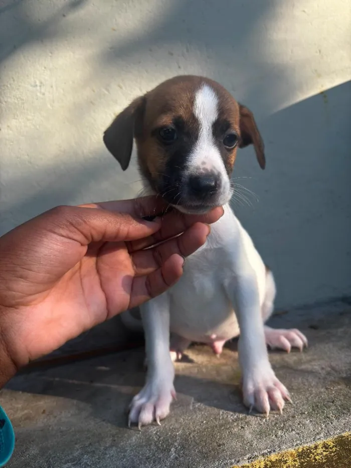 Cachorro raça SRD-ViraLata idade 2 a 6 meses nome asafe ( nome que chamamos mas n se dirigindo a ele ) 