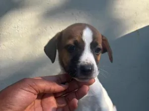 Cachorro raça SRD-ViraLata idade 2 a 6 meses nome asafe ( nome que chamamos mas n se dirigindo a ele ) 