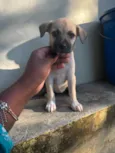 amora ( nome que chamamos ela , mas não se dirigindo a ela assim ) 