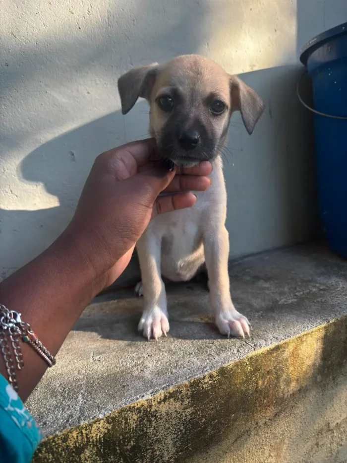 Cachorro raça SRD-ViraLata idade 2 a 6 meses nome amora ( nome que chamamos ela , mas não se dirigindo a ela assim ) 