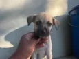 amora ( nome que chamamos ela , mas não se dirigindo a ela assim ) 
