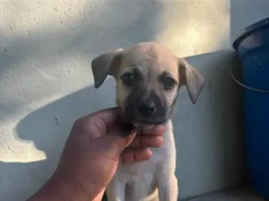Cachorro raça SRD-ViraLata idade 2 a 6 meses nome amora ( nome que chamamos ela , mas não se dirigindo a ela assim ) 