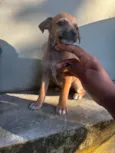 safira( mas n nos referimos ela assim ) 