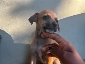 Cachorro raça SRD-ViraLata idade 2 a 6 meses nome safira( mas n nos referimos ela assim ) 