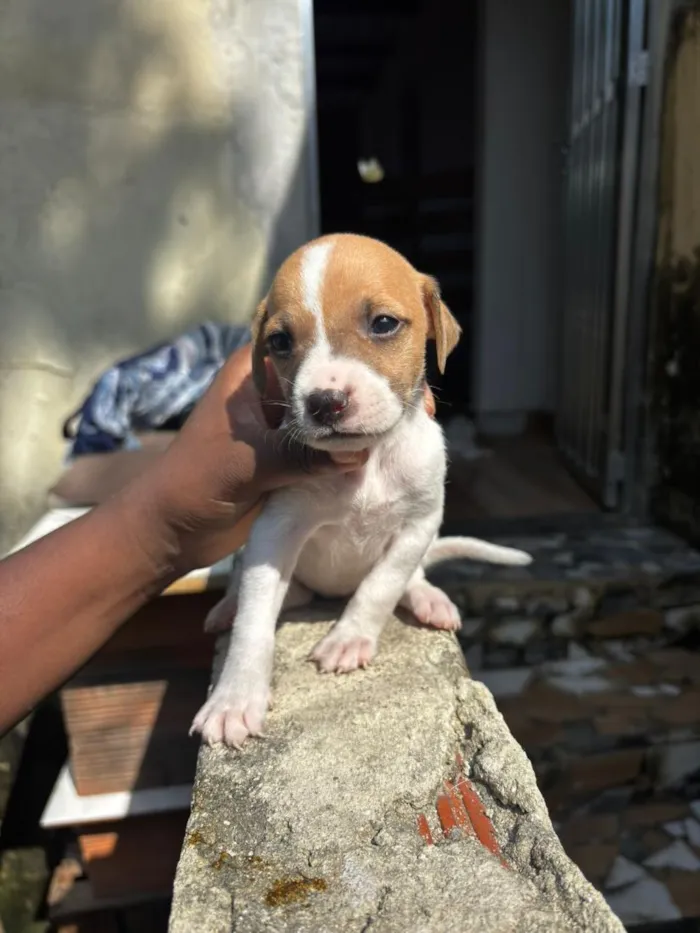 Cachorro raça SRD-ViraLata idade 2 a 6 meses nome cloe( n nos referimos a ela com nome nenhum ) 