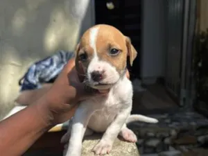 Cachorro raça SRD-ViraLata idade 2 a 6 meses nome cloe( n nos referimos a ela com nome nenhum ) 