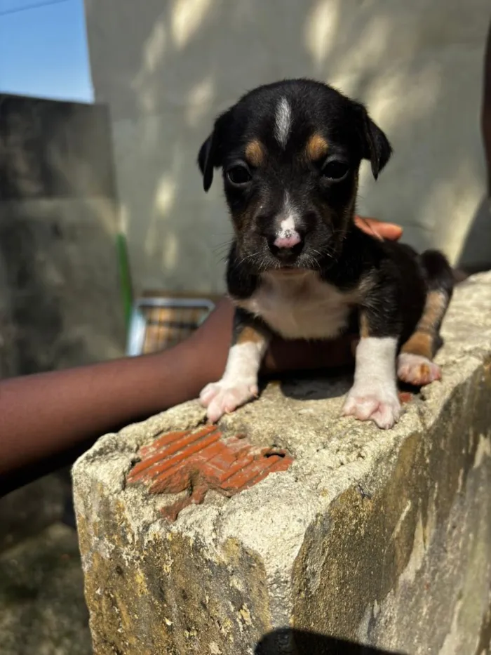 Cachorro raça SRD-ViraLata idade 2 a 6 meses nome solara ( n nos referimos a ela assim) 