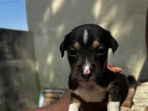 Cachorro raça SRD-ViraLata idade 2 a 6 meses nome solara ( n nos referimos a ela assim) 