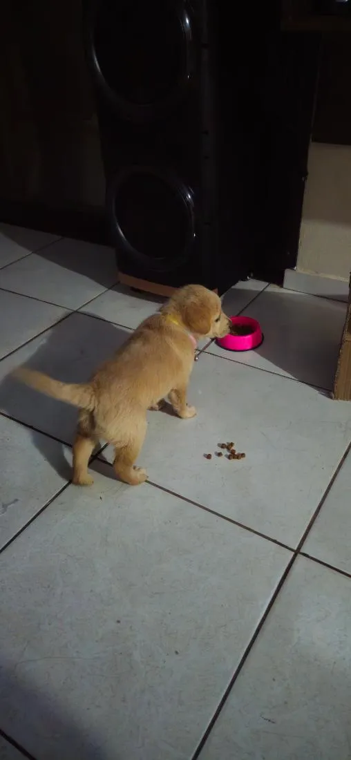 Cachorro raça SRD-ViraLata idade 2 a 6 meses nome Sol