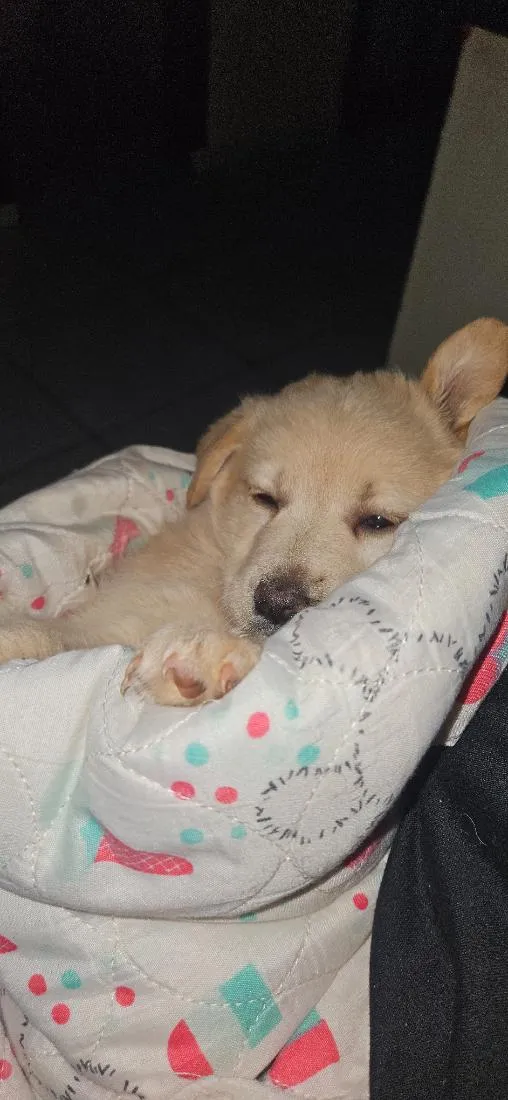 Cachorro raça SRD-ViraLata idade 2 a 6 meses nome Sol