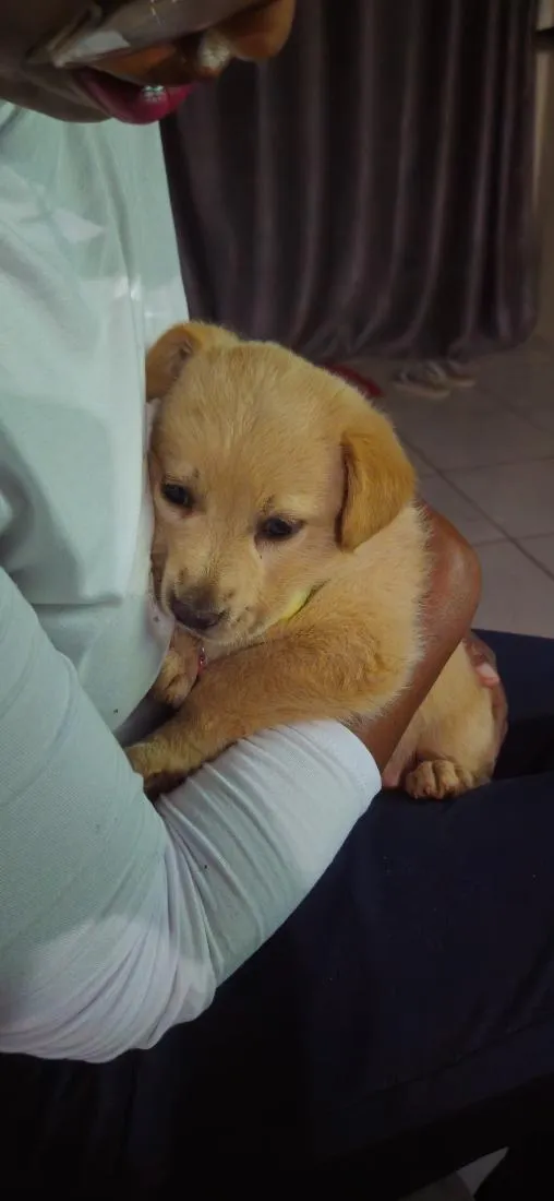 Cachorro raça SRD-ViraLata idade 2 a 6 meses nome Sol