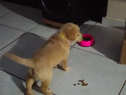 Cachorro raça SRD-ViraLata idade 2 a 6 meses nome Sol
