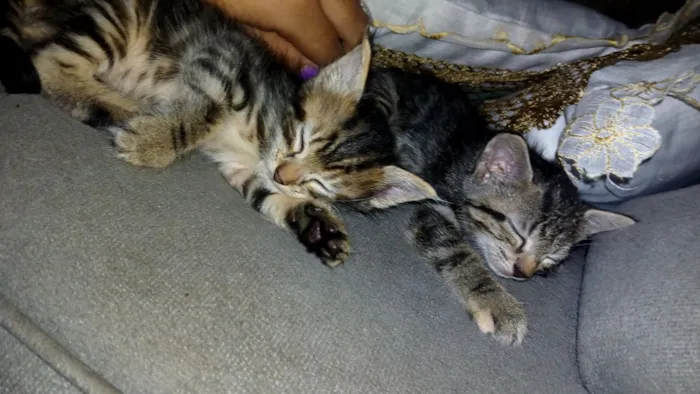 Gato raça  idade Abaixo de 2 meses nome FiFi e Shell