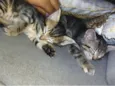 FiFi e Shell