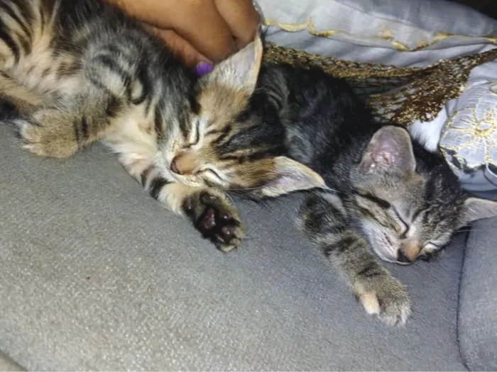 Gato raça  idade Abaixo de 2 meses nome FiFi e Shell