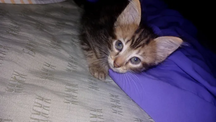 Gato raça  idade Abaixo de 2 meses nome FiFi e Shell