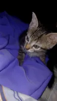 FiFi e Shell
