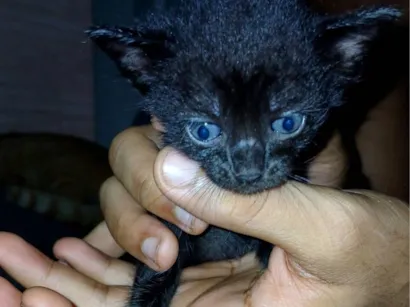 Gato raça SRD-ViraLata idade Abaixo de 2 meses nome Ana escura