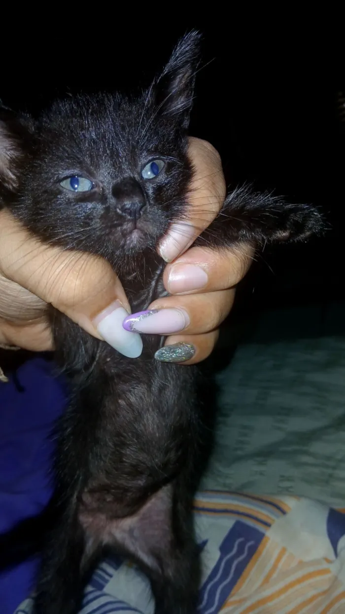 Gato raça SRD-ViraLata idade Abaixo de 2 meses nome Ana escura