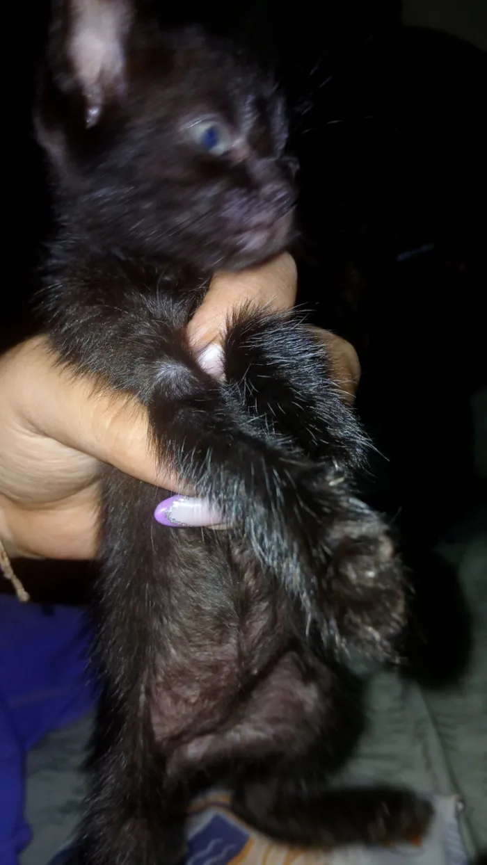 Gato raça SRD-ViraLata idade Abaixo de 2 meses nome Ana escura