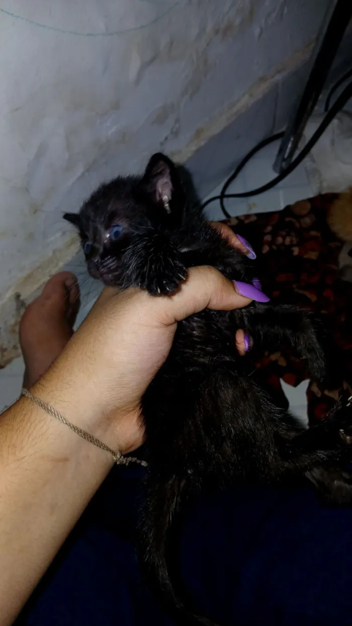 Gato raça SRD-ViraLata idade Abaixo de 2 meses nome Ana escura