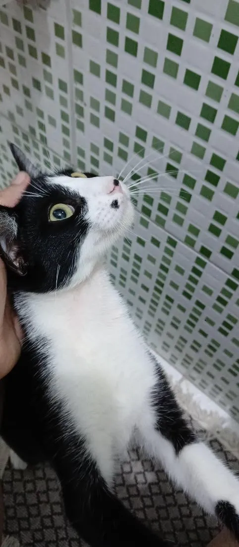 Gato raça SRD-ViraLata idade 2 a 6 meses nome Filo