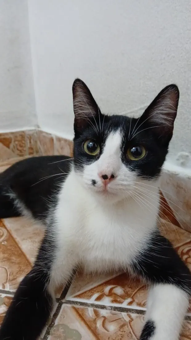 Gato raça SRD-ViraLata idade 2 a 6 meses nome Filo