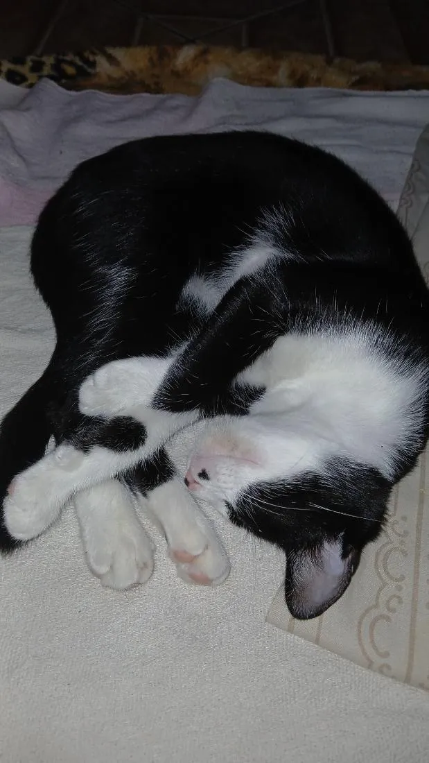 Gato raça SRD-ViraLata idade 2 a 6 meses nome Filo