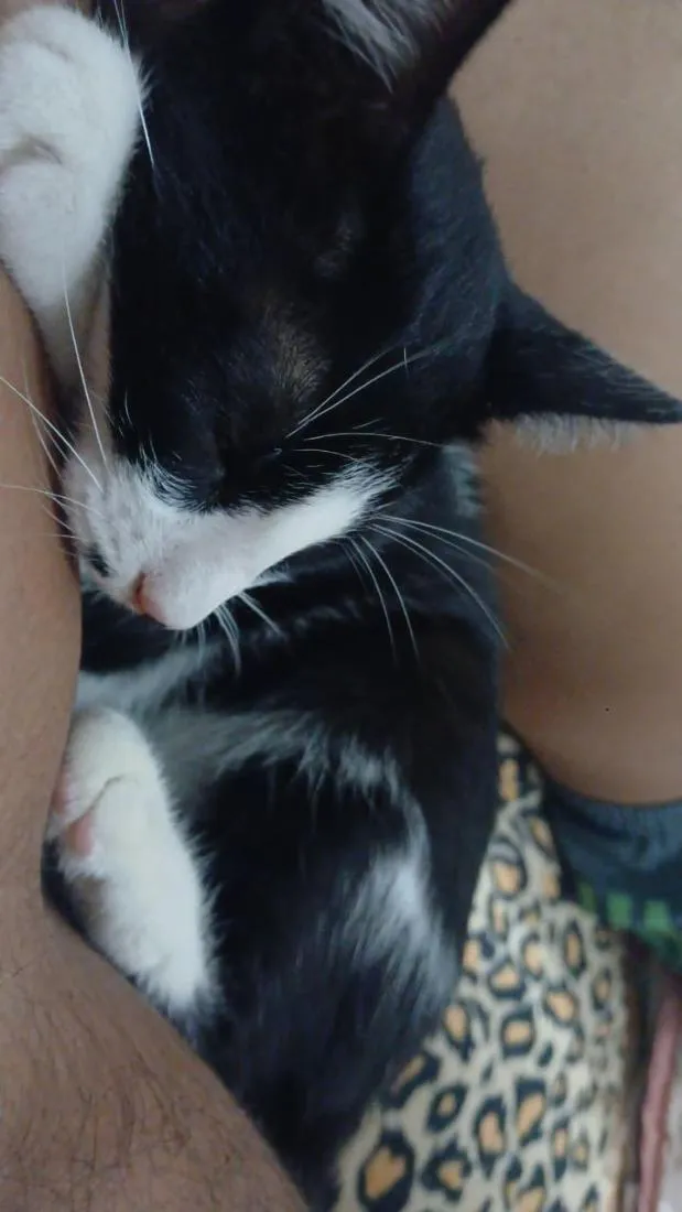 Gato raça SRD-ViraLata idade 2 a 6 meses nome Filo