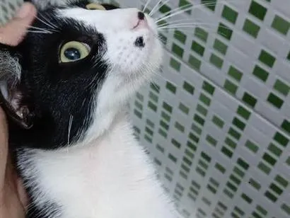 Gato raça SRD-ViraLata idade 2 a 6 meses nome Filo