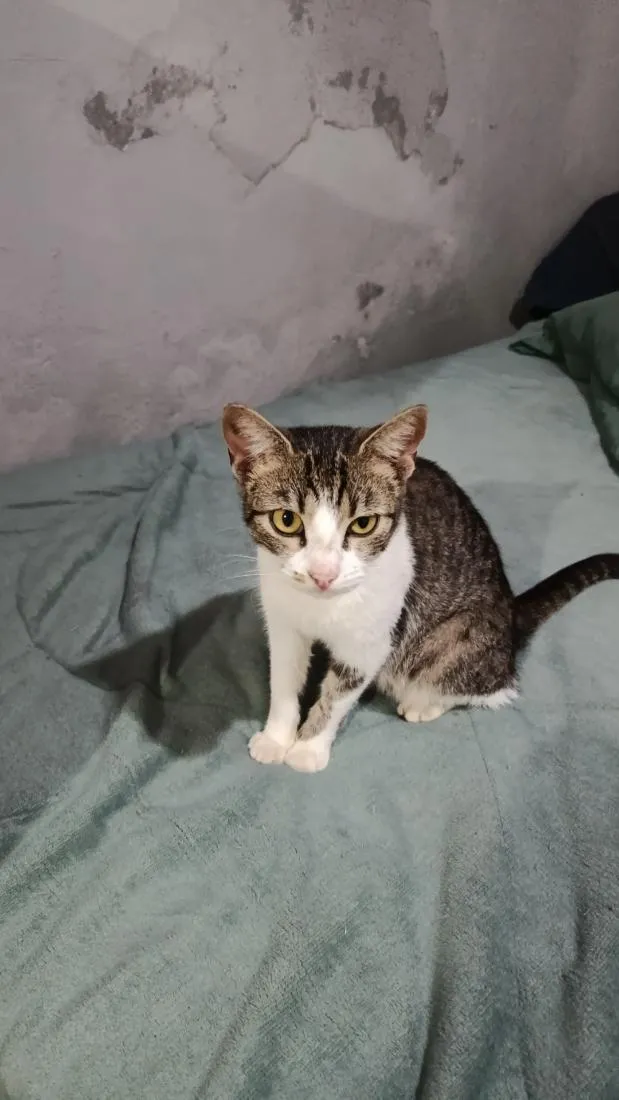 Gato raça SRD-ViraLata idade 1 ano nome Mimi