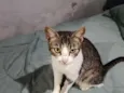 Mimi