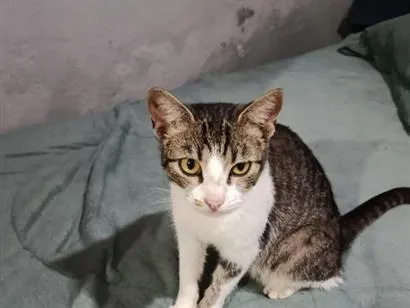 Gato raça SRD-ViraLata idade 1 ano nome Mimi