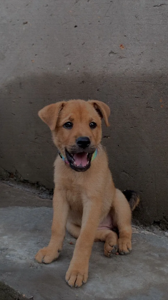 Cachorro raça Chow Chow idade 2 a 6 meses nome Pandora 