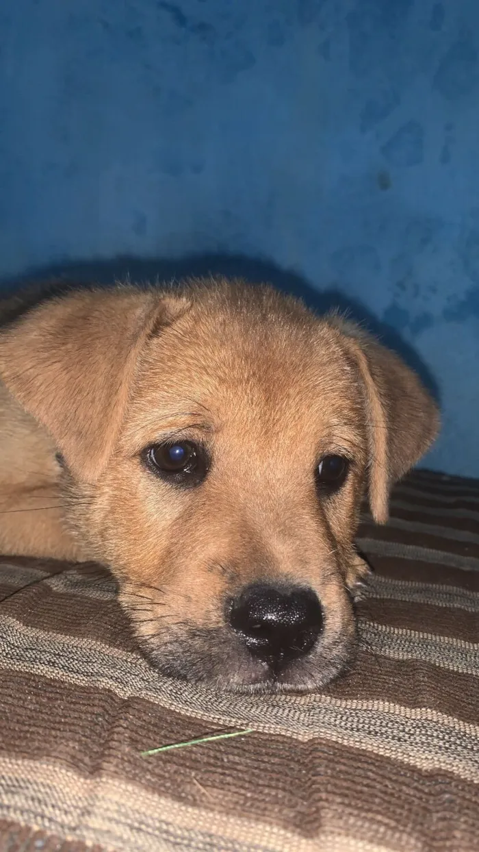 Cachorro raça Chow Chow idade 2 a 6 meses nome Pandora 