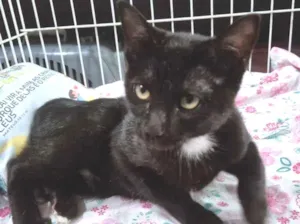 Gato raça SRD-ViraLata idade 2 a 6 meses nome FOFA FRAJOLA
