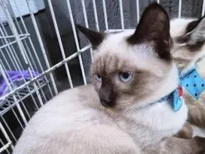 Gato raça SRD-ViraLata idade 2 a 6 meses nome TONHO SIAMÊS