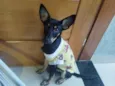 Pipoca