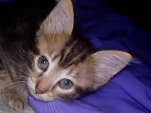 Gato raça  idade Abaixo de 2 meses nome FiFi e Shell