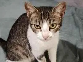 Gato raça SRD-ViraLata idade 1 ano nome Mimi