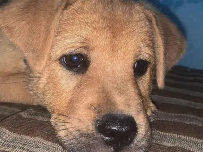 Cachorro raça Chow Chow idade 2 a 6 meses nome Pandora 