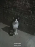 Frajolinha