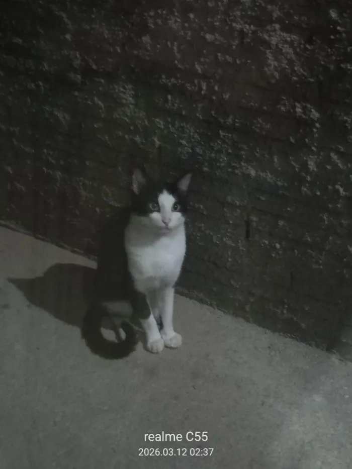 Gato raça SRD-ViraLata idade 2 a 6 meses nome Frajolinha