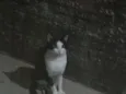 Frajolinha
