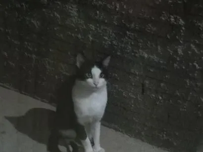 Gato raça SRD-ViraLata idade 2 a 6 meses nome Frajolinha