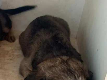 Cachorro raça SRD-ViraLata idade 2 a 6 meses nome doação macho 