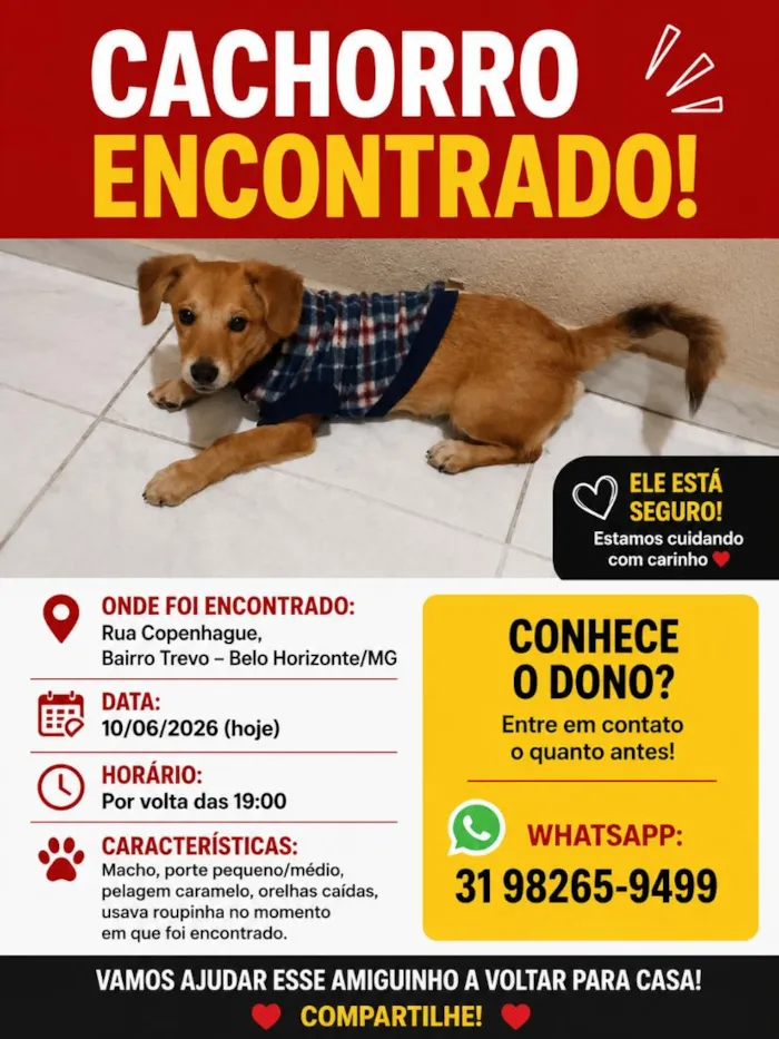 Cachorro raça SRD-ViraLata idade 2 a 6 meses nome sem nome