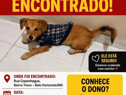Cachorro raça SRD-ViraLata idade 2 a 6 meses nome sem nome