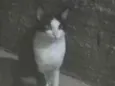 Frajolinha