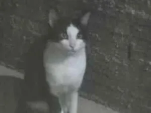 Gato raça SRD-ViraLata idade 2 a 6 meses nome Frajolinha